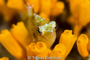 Hiding in the tunicates, Coral Cove, Puerto Galera by Tobias Reitmayr 